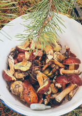 Mushrooms grow in the forest. Selective focus.