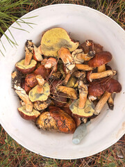 Mushrooms grow in the forest. Selective focus.