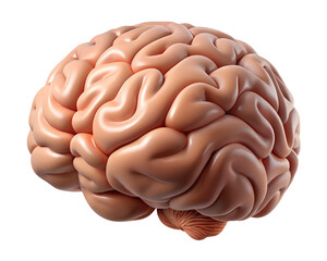 Anatomically Accurate 3D Brain Structure with Detailed Grooves and Curved Design