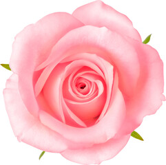 Pink Rose flowers focus stacking close up isolated for love wedding and valentines day
