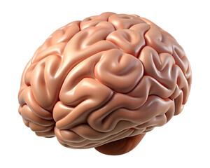 Highly Detailed 3D Model of the Human Brain with Smooth Textured Surface
