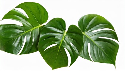 Green Leaves Of Monstera Or Split Leaf Philodendron Plant Monstera Deliciosa The Tropical Foliage Plant Bush Popular Houseplant Isolated On Tranparent Background