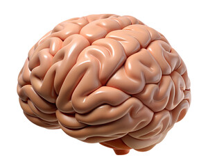 Hyper-Realistic 3D Human Brain Icon with Intricate Curved Details and Smooth Finish