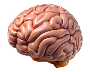Hyper-Realistic 3D Model of the Human Brain with Smooth Curved Details