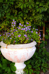 Vase with plants and flowers street white clay vase with purple flowers in the park in the summer, Feofania Park