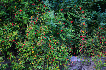 Outdoor Green secret garden with arched entry and gate and a brown bench in the park in the summer