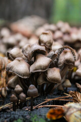 Coprinellus micaceus is a common and beautiful mushroom. Easily recognized by the yellow-brown caps, clustered fruiting habit, deliquescing gills,and fine,mica-like granules that adorn the fresh caps