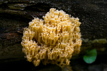 Thick clump if crown coral Artomyces pyxidatus fungus in Holosiiv forest
