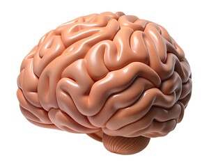 Realistic 3D Brain Structure with Intricate Texture and Curved Design