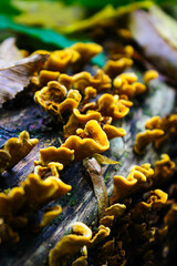 Stereum hirsutum, also called false turkey tail and hairy curtain crust, is a fungus typically forming multiple brackets on dead wood. It is also a plant pathogen infecting peach trees.