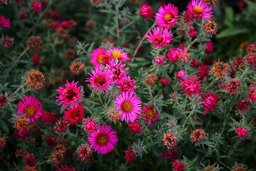 Pink Mihailov daisiesas nature concept for design. Aster dumosum Symphyotrichum dumosum, bushy aster , blooming with purple and pink colorful flowers.