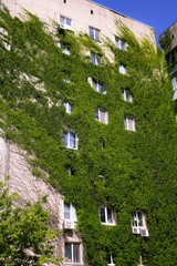 An old decaying house overgrown with ivy. In Kyiv. a wall overgrown with grapes