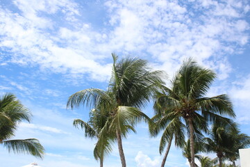 Tropical Palm Trees Under Bright Summer Sky