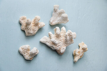 pieces of dried white coral against a light blue wooden background
