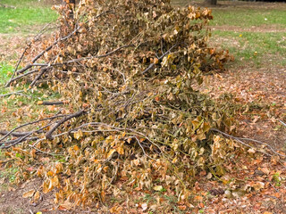 Fallen dry branches and leaves on the ground. Autumn decay, natural cycle, and seasonal change in urban park environment.