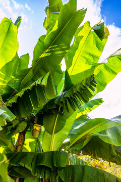 Bananiers dans le Parc Mauresque de La Ville d&rsquo;Hiver d&rsquo;Arcachon en France