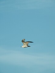 Obraz premium seagull in flight