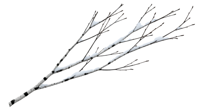 Birch branches with snow lying on tree bark and bare twigs winter background