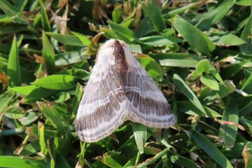 Tropical Oak processionary moth (Thaumetopoea processionea) in Florida nature, closeup