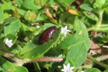 American cockroach on plant in Florida nature, closeup