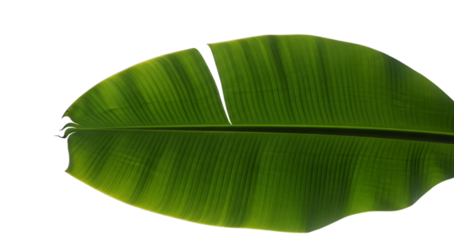 Green banana leaf natural foliage exotic tropical plant jungle botanical element