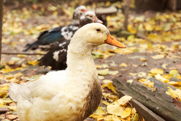 Ducks foraging on fallen leaves in a peaceful outdoor setting during autumn