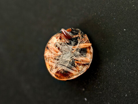 Coccinelle asiatique (Harmonia axyridis f. succinea) morte, vue ventrale macro avec pattes repli&eacute;es et toiles