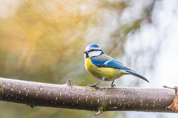 Modraszka (zwyczajna) sikora modra, sikora modraszka (Cyanistes caeruleus)
