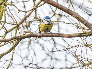 Modraszka (zwyczajna) sikora modra, sikora modraszka (Cyanistes caeruleus)