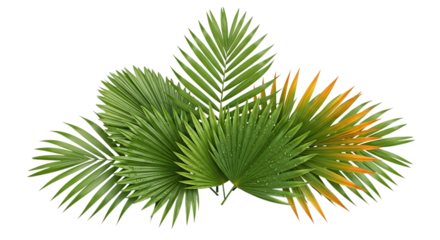 Tropical palm leaves greenery fronds foliage fan with green and orange color plants