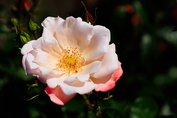 Beautiful rose opens its petals in a vibrant garden under bright sunlight