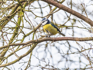 Modraszka (zwyczajna) sikora modra, sikora modraszka (Cyanistes caeruleus)