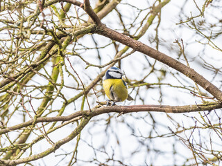 Modraszka (zwyczajna) sikora modra, sikora modraszka (Cyanistes caeruleus)