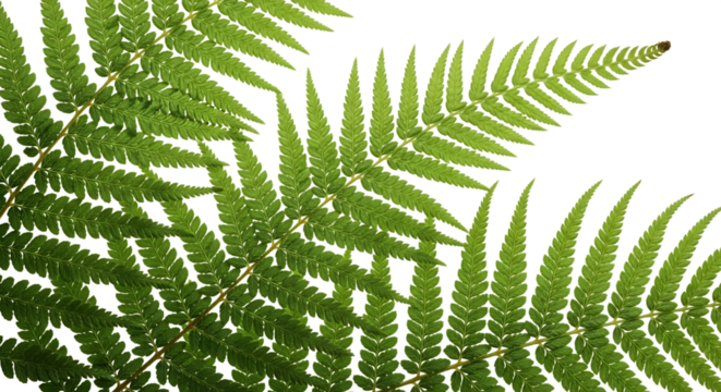 Green fern leaves isolated on transparent backdrop botanical element studio shot - Powered by Adobe