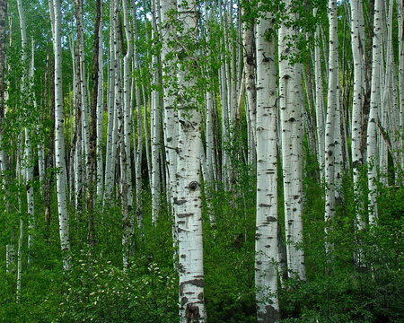 Spring Aspen Forest - Powered by Adobe