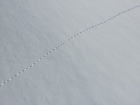 Vertical aerial view of footprints in fresh snow in a vast snowfield - Vue aérienne verticale de traces de pas dans la neige fraiche dans un immense champ de neige