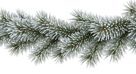 Fir branch with snow for winter design decoration element on transparent background