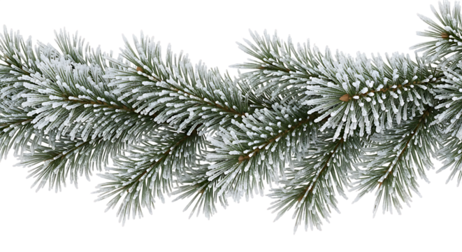 Fir branch with snow for winter design decoration element on transparent background - Powered by Adobe