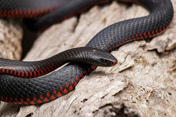 Red-bellied Black Snake Coiled on a Weathered Log