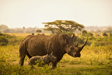 Obraz premium Rhino Mother and Calf in Golden Light