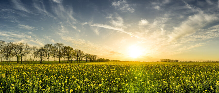 Golden Hour over a Field of Yellow Flowers
