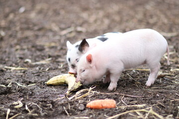 cute mini pigs on a farm in england, uk