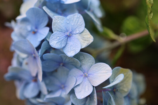 Hydrangea with Rain Drops