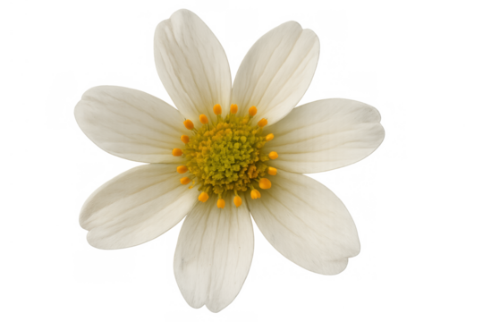 White flower blooming with yellow stamen representing spring, freshness, nature, isolated on transparent background