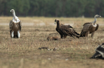 Aguila imperial iberica