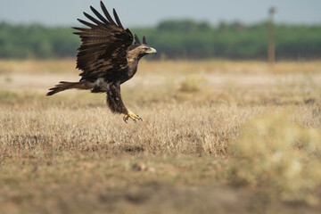 Aguila imperial iberica
