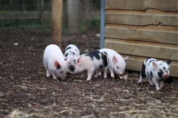 cute mini pigs on a farm in england, uk