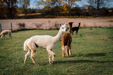 Fototapeta premium Alpaca Standing on Green Pasture During Autumn Season