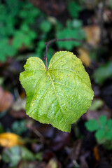 Colorful autumn leaves on nature background
