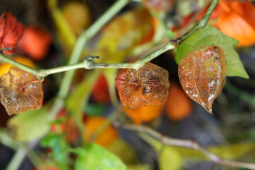 Colorful autumn leaves on nature background